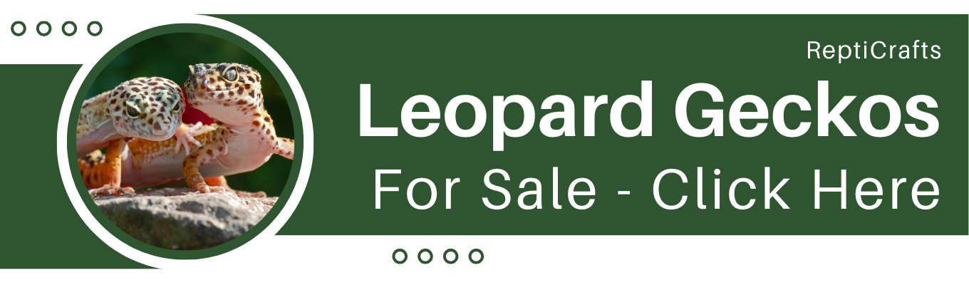 Leopard Geckos for Sale